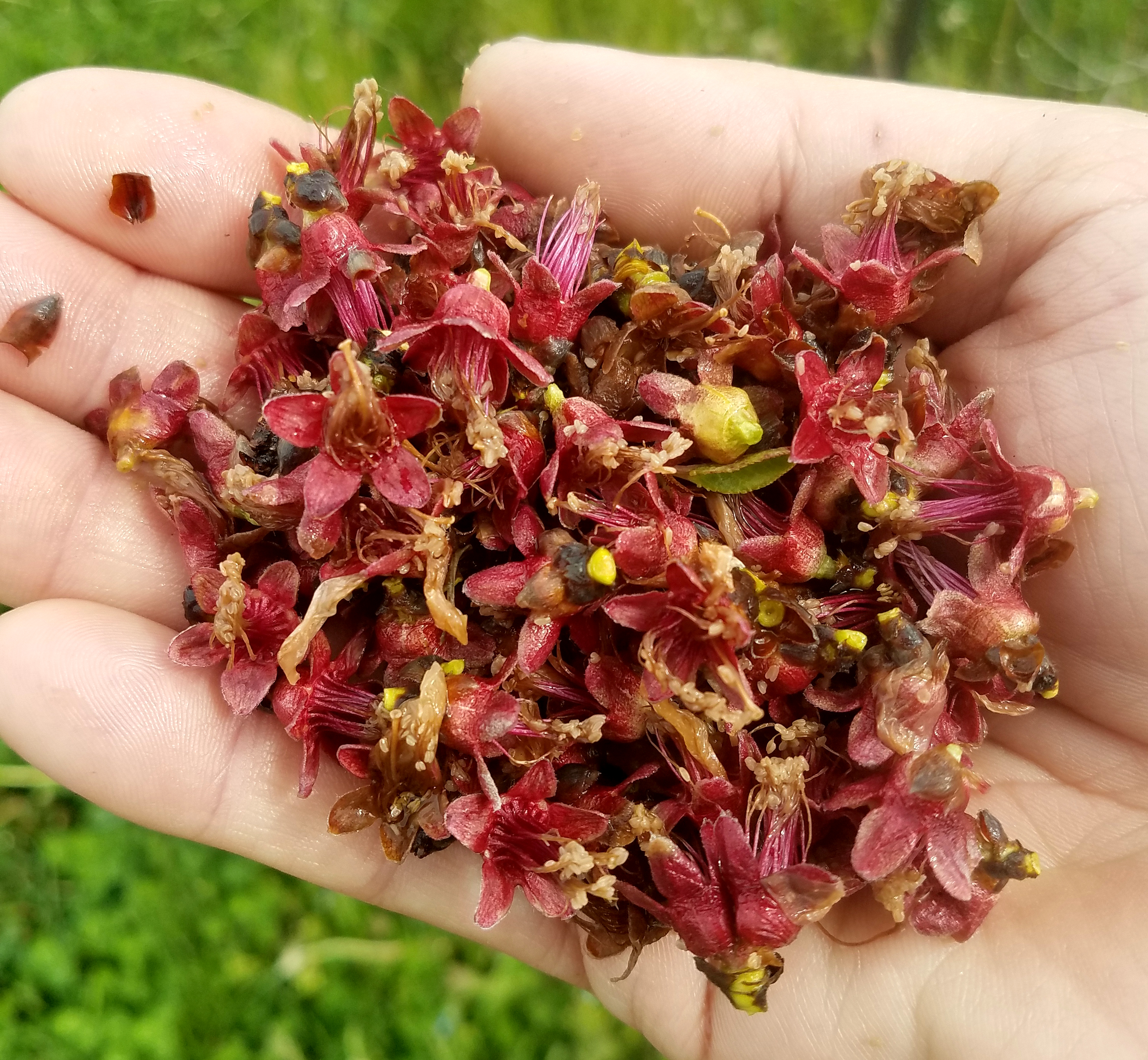 Dead peach blossoms